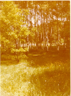 Birkenwälchen im Süden